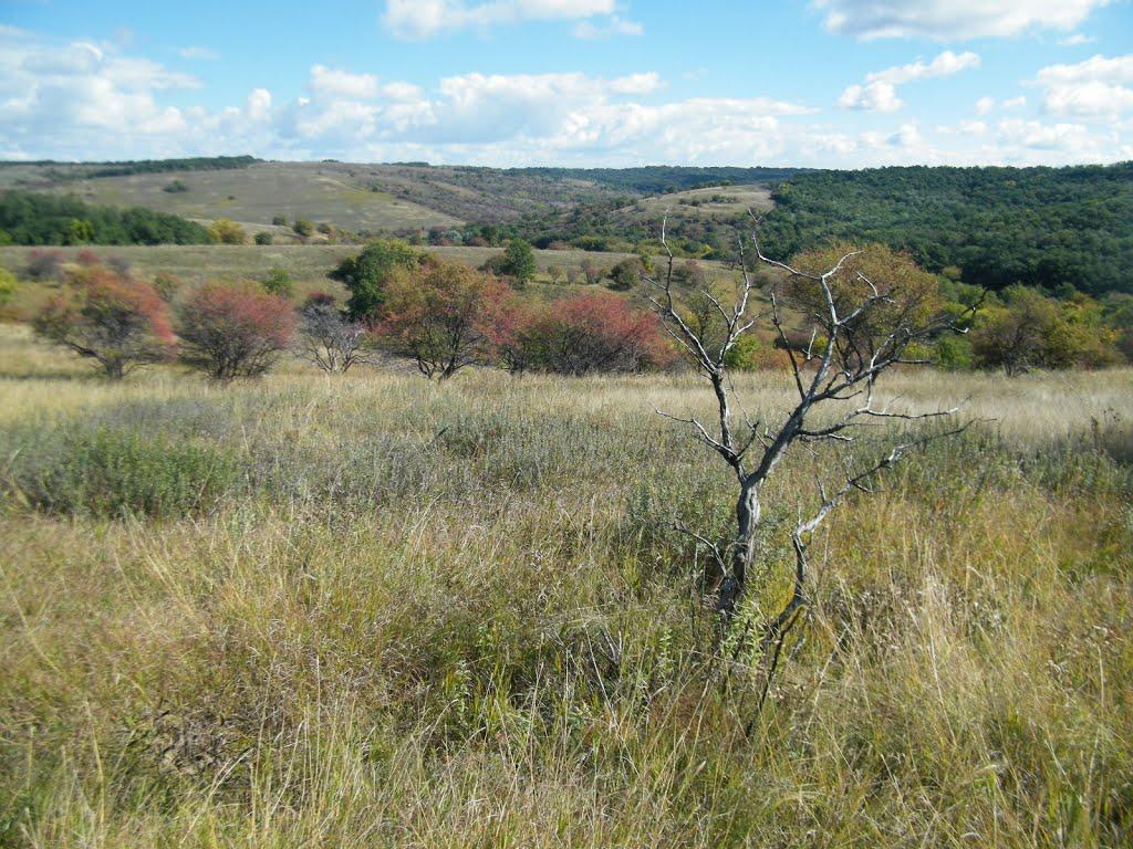 Підгірне з panoramio.com - Підгірне