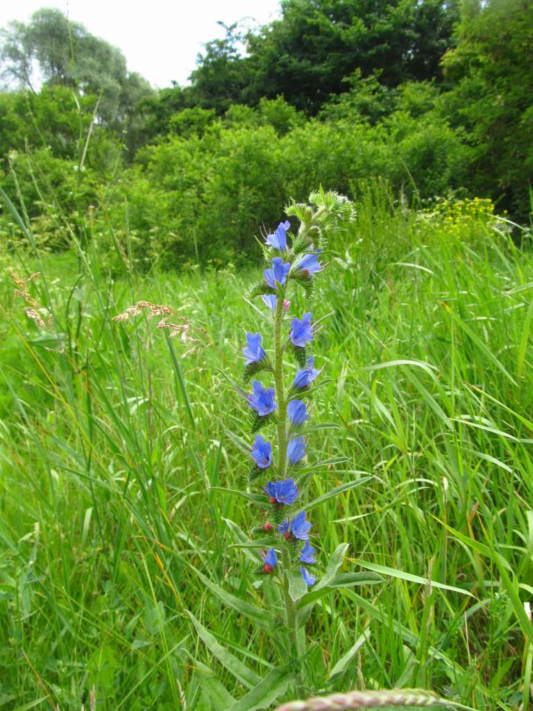 Літо-2016 - Бугруватка