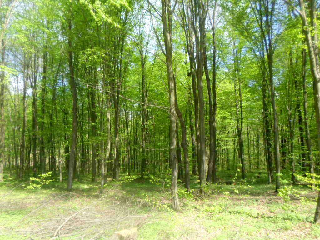 Краєвид - Сихів