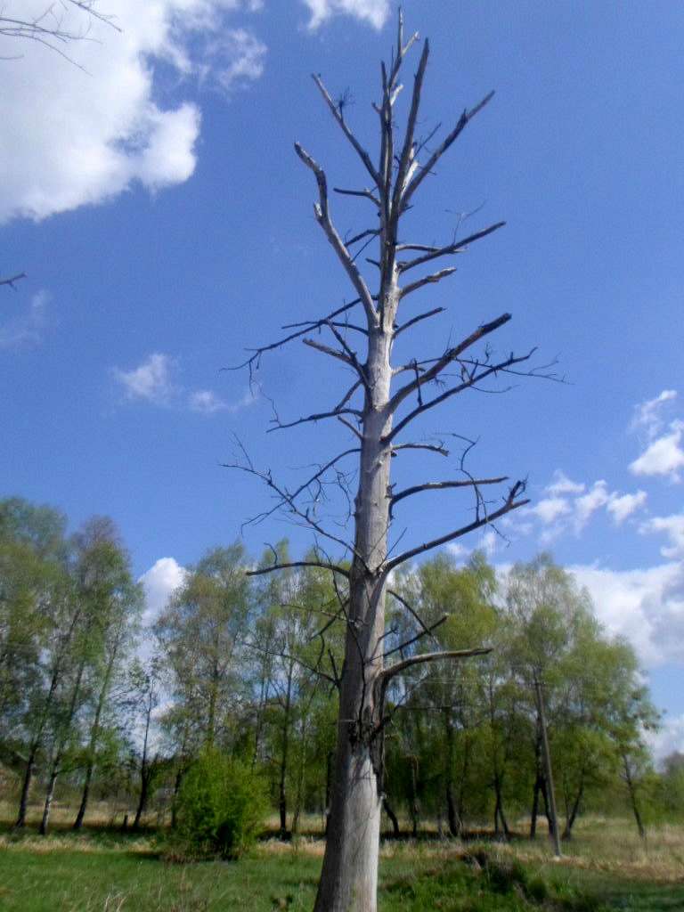 краєвид - Стрілків
