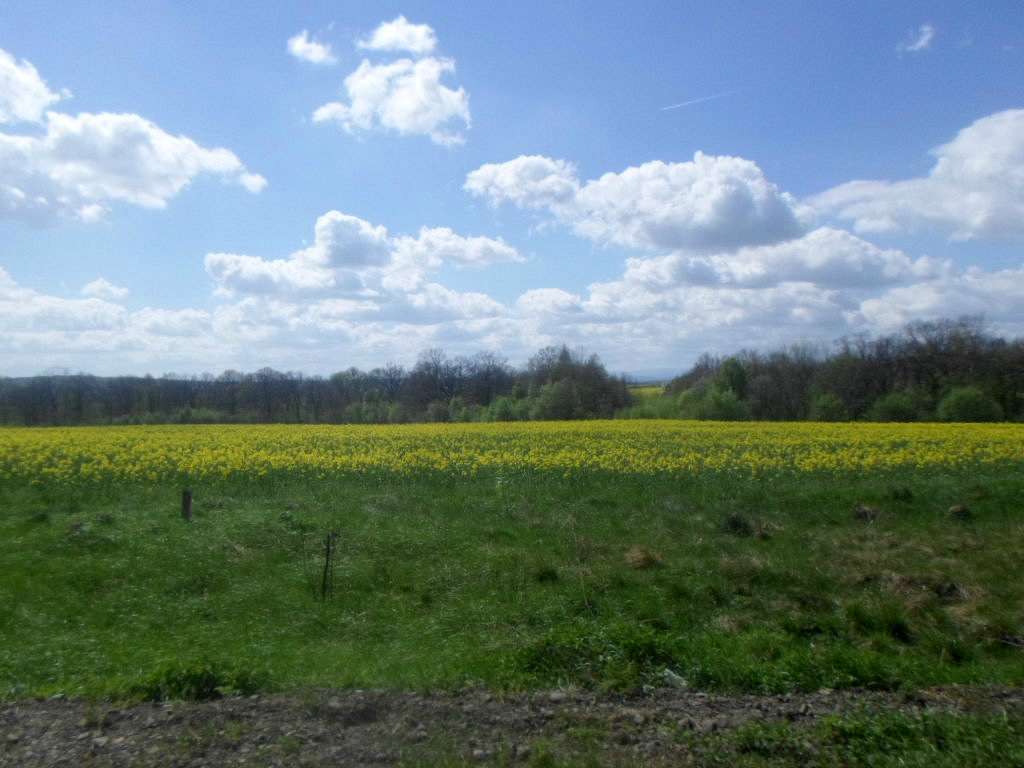 Краєвид - Лотатники