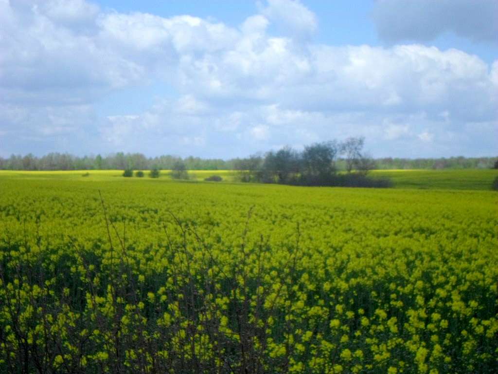 Краєвид - Лотатники