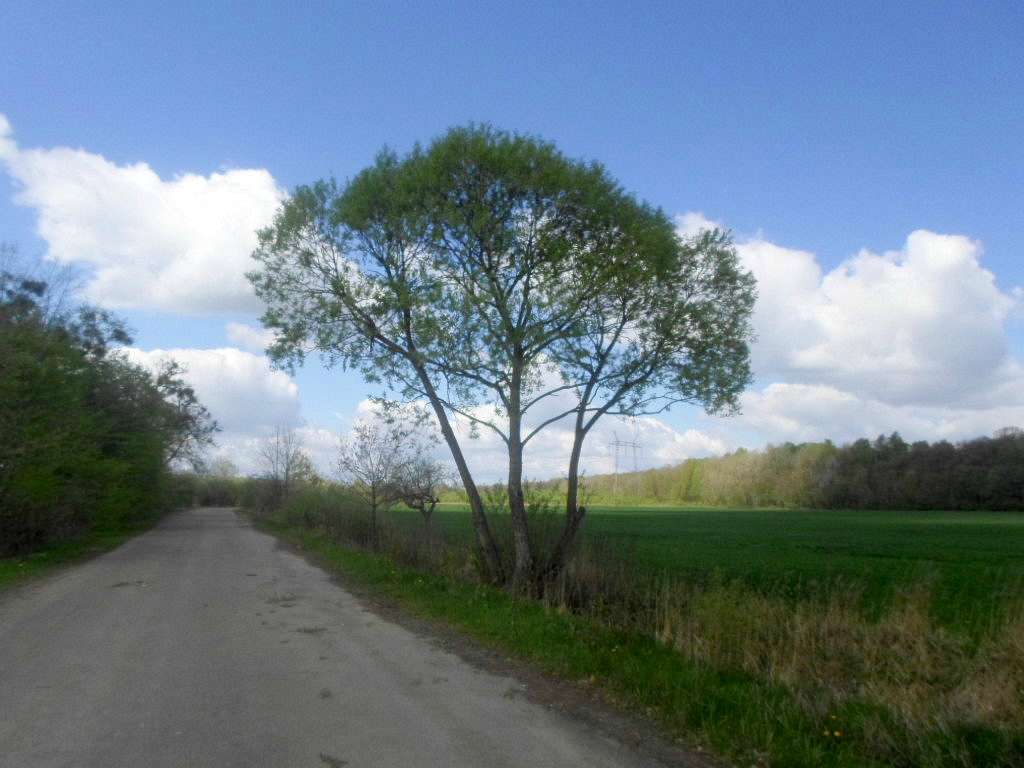 Краєвид - Сихів