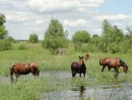 Човниця з panoramio.com