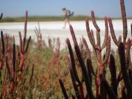 Василівка з panoramio.com