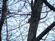 Васьківці з panoramio.com