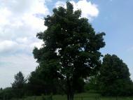 Мартинівка з panoramio.com