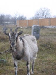 Старі Кодаки з panoramio.com (ч.2)