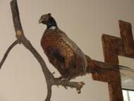 Приморське - Останні фото