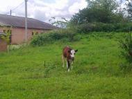 Сатиїв з panoramio.com