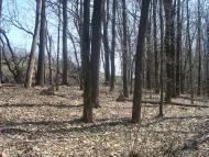 Чапаєвка з panoramio.com