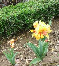 Данилівка з panoramio.com