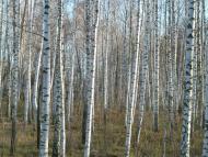 Коропове - Останні фото