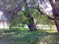 Вікнина - Останні фото