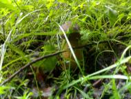 Топчино з panoramio.com