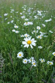 Шипинці з panoramio.com