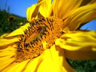 Вергулівське з panoramio.com