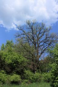 Теребежі з panoramio.com