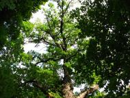 Шарівка з panoramio.com