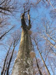 Подобовець з panoramio.com (ч.2)