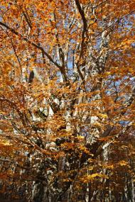 Лаванда з panoramio.com (ч.2)