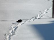 Вілюничі з panoramio.com