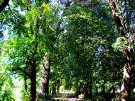 Олесько з panoramio.com