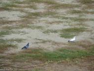 Токмак з panoramio.com