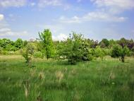 Новоугрузьке з panoramio.com