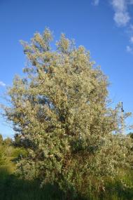 Грабарівка з panoramio.com