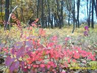 Стайки з panoramio.com