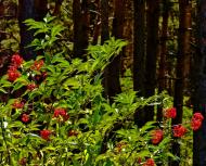 Лопаскине - Останні фото