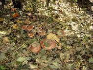 Нагоряни - Останні фото