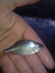 Мальованка з panoramio.com