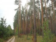 Кодра з panoramio.com