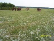 Заболотове з panoramio.com