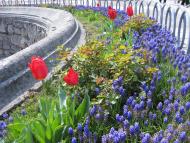 Золочів з panoramio.com