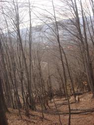 Синяк з panoramio.com