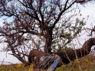 Дружне з panoramio.com