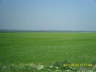 Степанівка - Останні фото