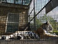 Виноградне з panoramio.com