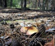 Кіровське з panoramio.com (ч.3)
