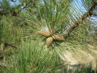 Василівка з panoramio.com