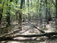 Запрудне з panoramio.com