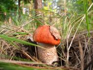 Булахівка з panoramio.com