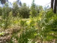 Ревунів Круг з panoramio.com