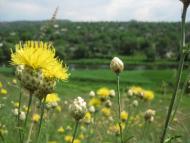 Вільне з panoramio.com