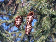 Полянка з panoramio.com