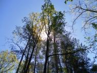 Ревунів Круг з panoramio.com