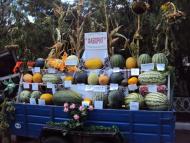 Гола Пристань з panoramio.com